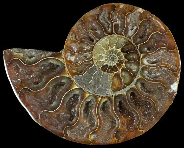 Polished Ammonite Fossil (Half) - Agatized #51765